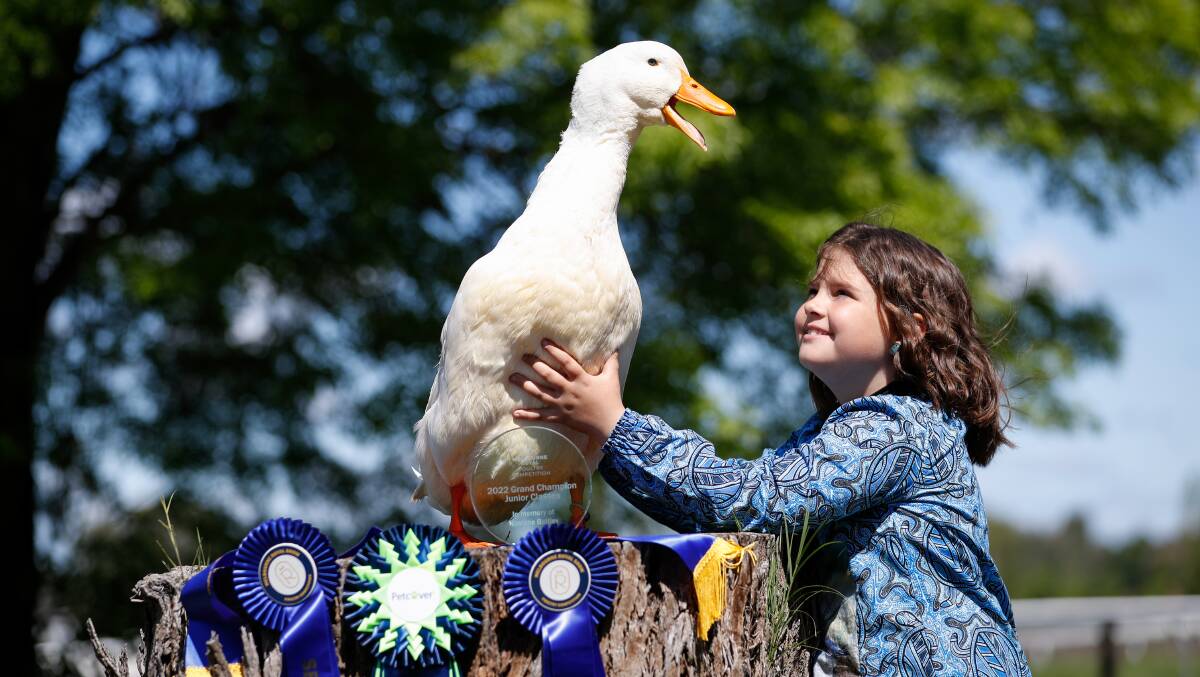 Lilliput's Pyper Jennings, 8, and her duck, John the Pekin, are full of joy after winning several awards together. Picture by James Wiltshire