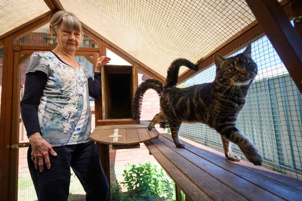 Mia does the pampered cat strut as her loving owner, Maureen Cooper, standing next to the cat access tunnel to the main house, watches on. Picture by Mark Jesser