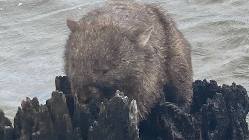The wombat before it was rescued from the stump in the middle of Lake Mulwala. Picture supplied by Dutch Thunder Wildlife Shelter
