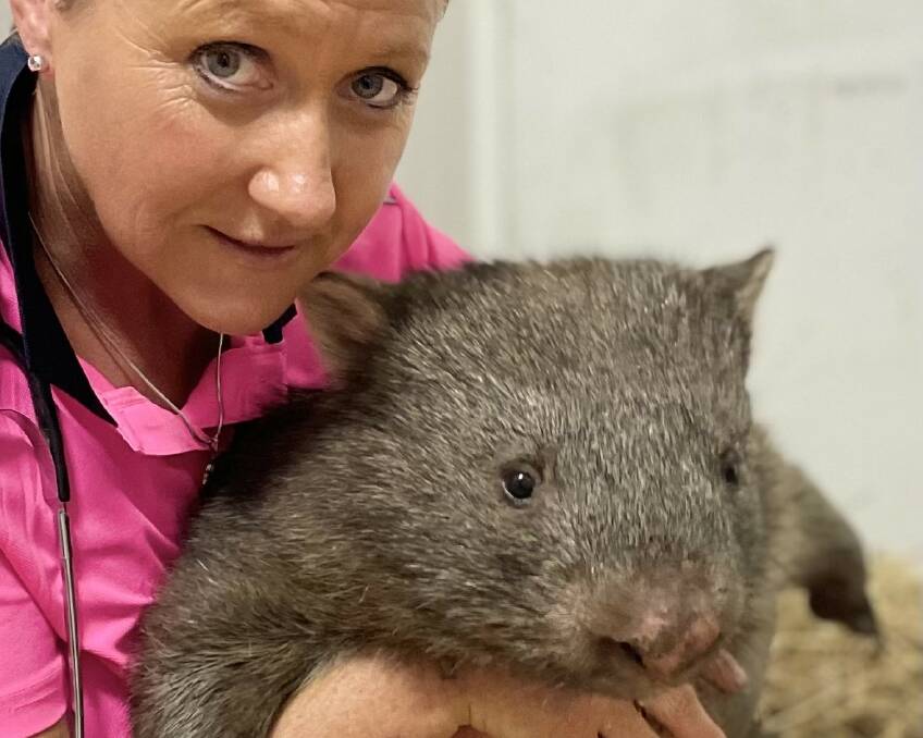 Wildlife carer Kylee Donkers, tending to a female wombat found on a stump in the middle of Lake Mulwala, has not named the animal due to be released back into the wild when she has recovered from the strange ordeal. Picture by Emma Lewis