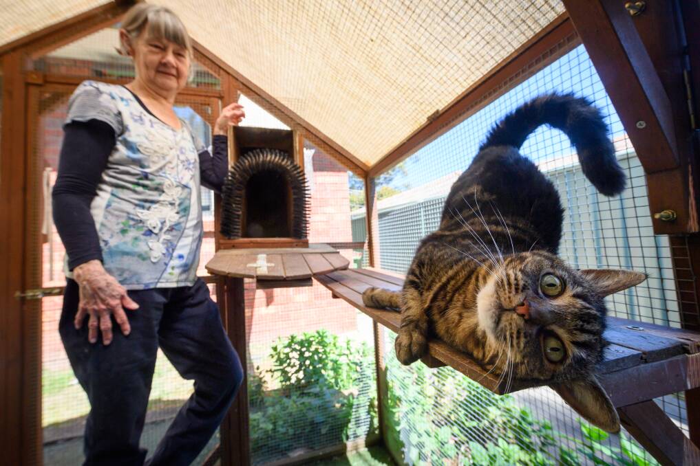 The 'cat house' turned life on its side for Mia who previously was locked indoors. Picture by Mark Jesser