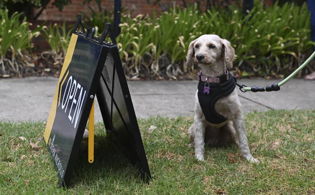 A dog eyes off the auction sign at Englehardt Street, Albury, on Saturday afternoon. Picture by Mark Jesser