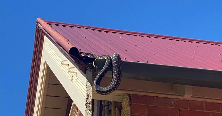 A python more than two metres long hanging out in the gutter of a Riverina property on Monday. Picture supplied