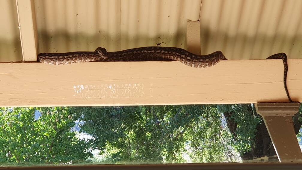 Richard Wilton spotted the python curled up on a cross-beam under the verandah on Monday morning. Picture supplied