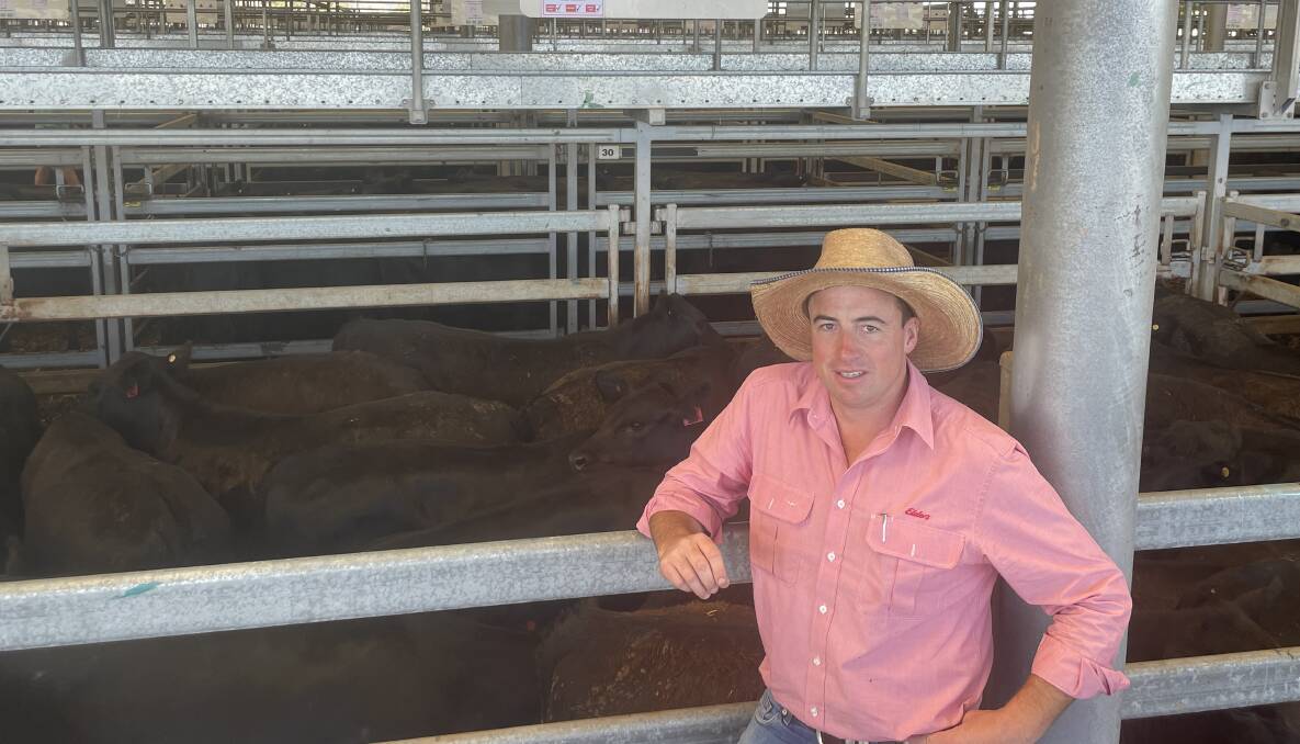 Elders agent Brett Shea with the best presented pen of steers, 25 Angus steers, 393kg, from Spring B Estate, Gundowring, Victoria, which sold for $1290 at Wodonga on Wednesday. Picture by Stephen Burns.