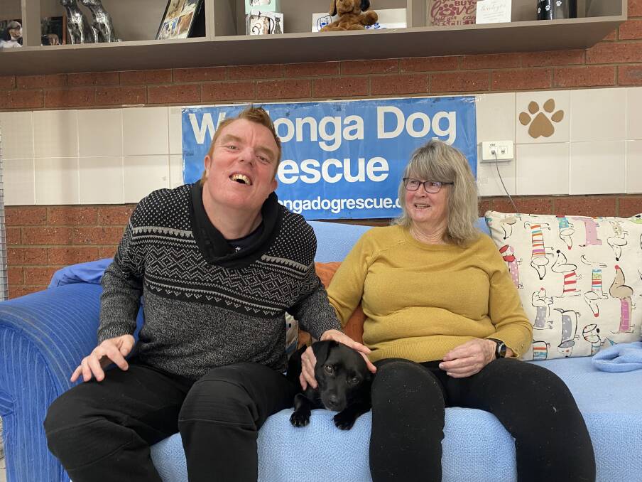 Wodonga Dog Rescue volunteers David Bridges and Shirley Giles with Medusa, an 18-month-old jack russell x staffy that was surrendered after her second litter. 