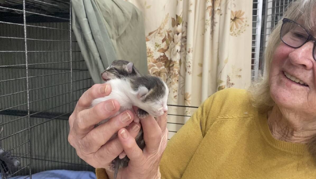 Wodonga Dog Rescue volunteer Shirley Giles says the kittens presently at the rescue, two of which she is pictured holding, will be desexed before they are adopted.