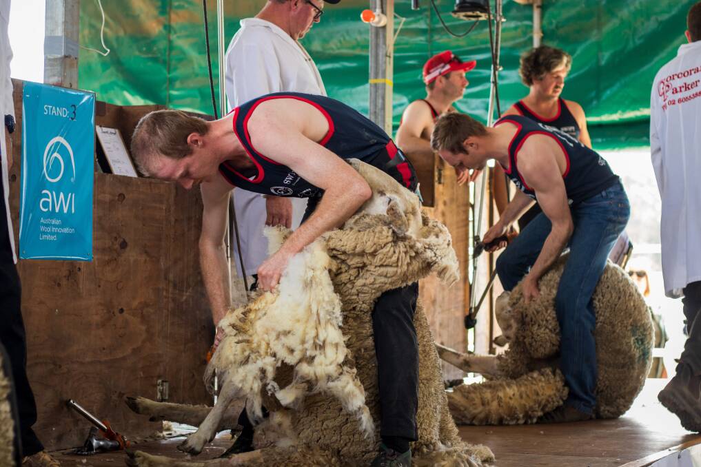 More than 500 sheep from local farms were shorn in the Walbundrie Shearing Competition. Picture by Layton Holley