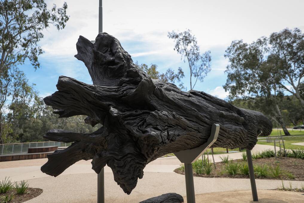 The river red gum used in the sculpture boasts an age of 6400 to 12,000 years. Picture by James Wiltshire