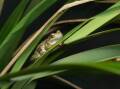 The critically endangered Spotted Tree Frog has been a part of a conservation program. Picture supplied