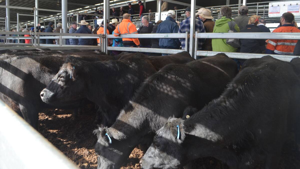 With their second calves, and depastured to Simmental bulls, these Angus matrons, Banquet and Pathfinder-blood sold for $2060.