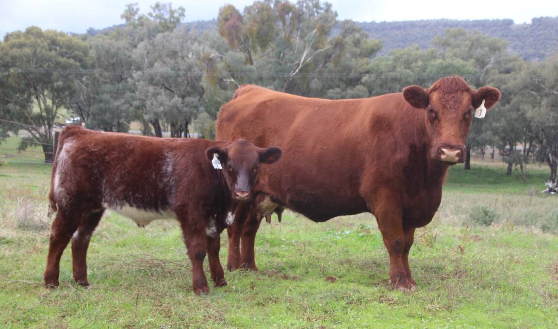 The $95,000 record priced Shorthorn, Sprys Miss Buddy M36, with her calf, Sprys Gold Rush U1. Photo: Lynden Spry