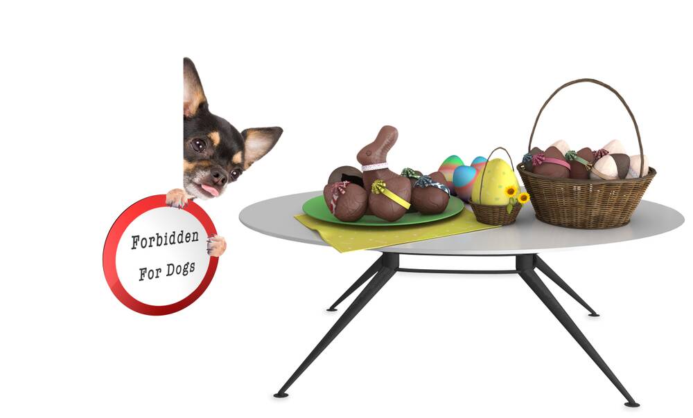 Paws for Thought | Avoiding those traditional Easter troubles