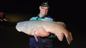 BELTER: This monster 136cm Murray cod was caught by Scott Harris on a recent trip to Echuca. Picture: Pallas Pressnell