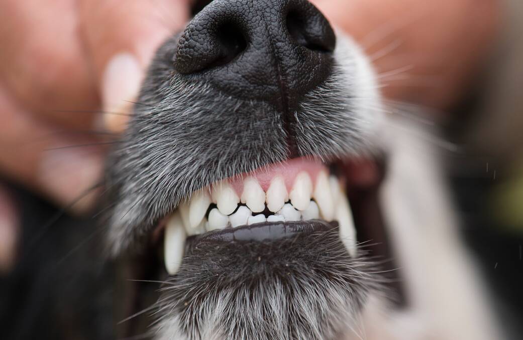 PREVENTION: Healthy teeth will help ensure a healthy pet. There are some simple tips to keep those chompers in good order.