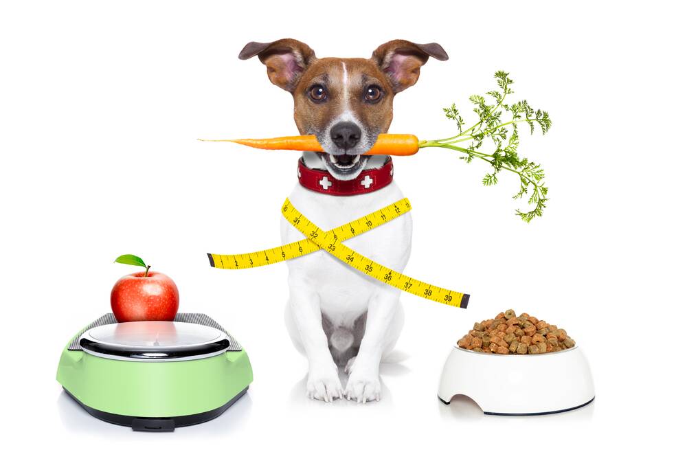 BALANCE: A healthy diet and a healthy weight will both contribute to maintaining a healthy pancreas in your pet.
