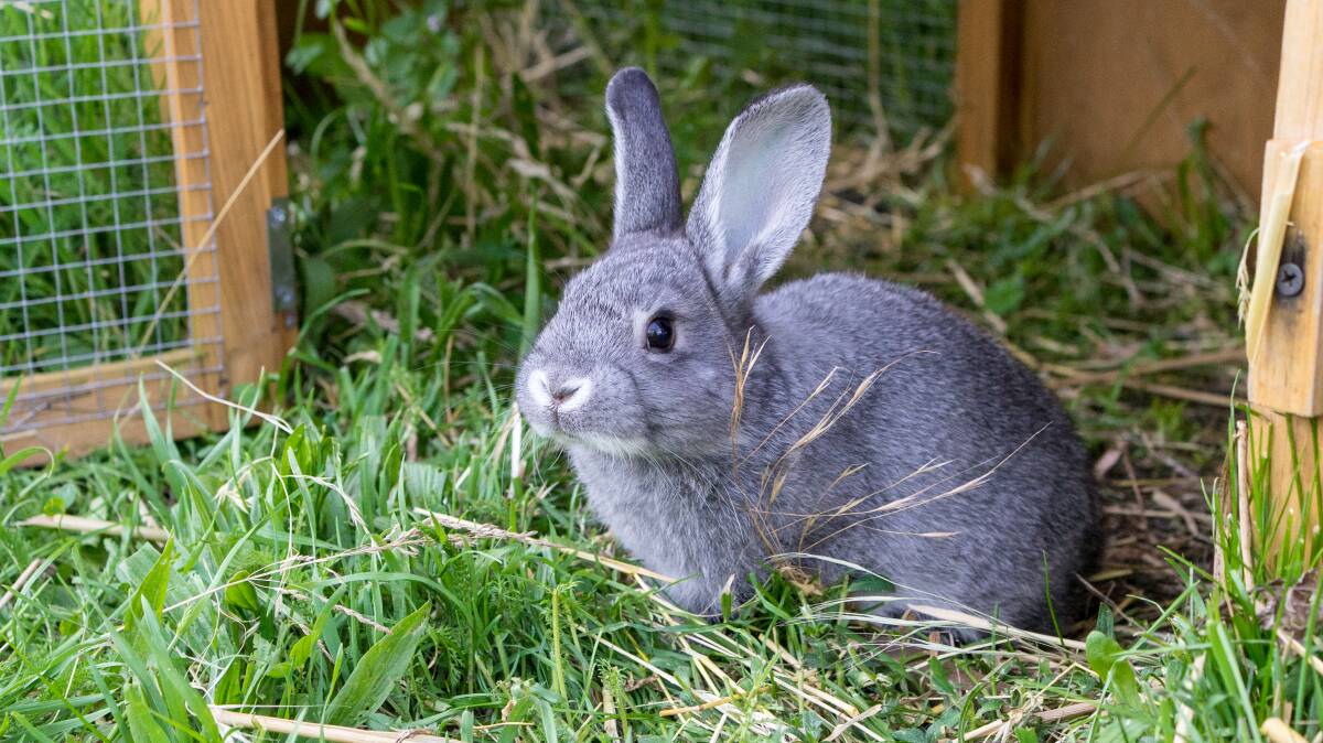 PROTECTION: The national release of the K5 strain of Rabbit Haemorrhagic Disease Virus (RHDV) in 2017 has meant a change to vaccine protocols for domestic rabbits. Check with your vet to ensure your rabbit is adequately vaccinated.