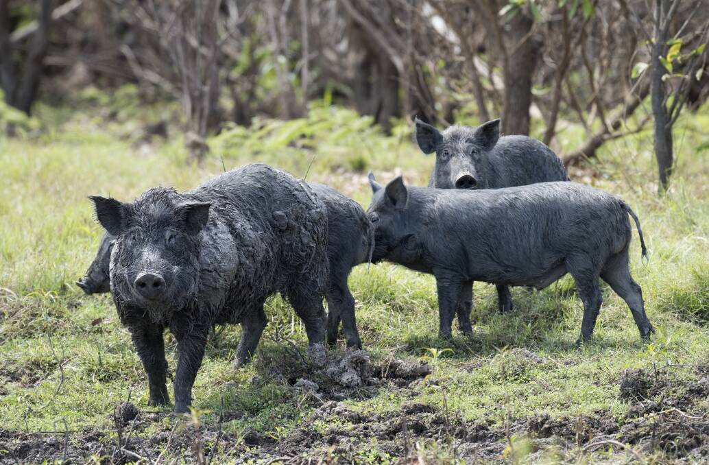 Concern: Wild pigs pose a biosecurity risk to other animals in Australia. 