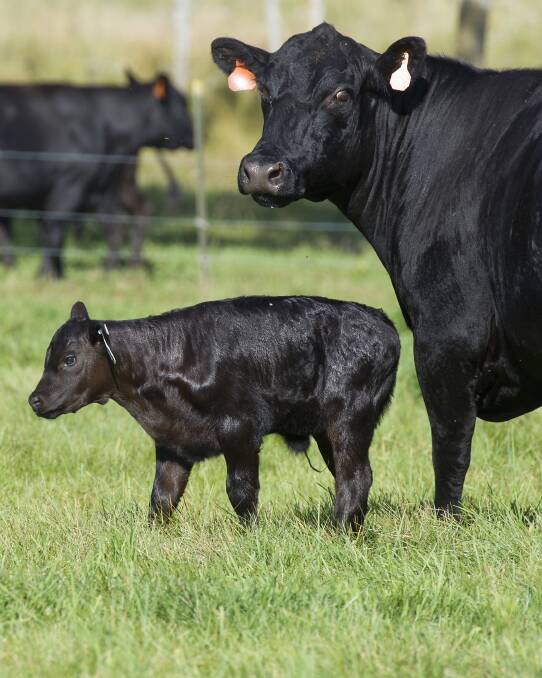 AWARENESS: Cattle producers is specific regions need to watch for crooked calf which can affect all breeds and causes significant deformities in calves.