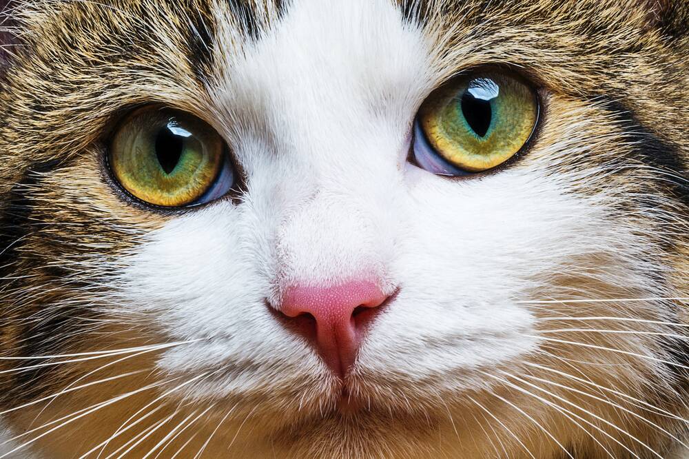 ON GUARD: While your cat may be a regular vomiter, any changes to the frequency or the condition of your cat may be a sign that something is wrong and should be investigated.