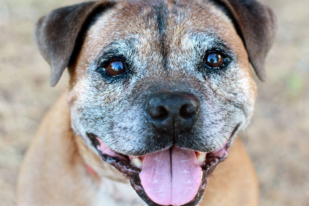 DOGGY DAZE: Dementia affects geriatric dogs and can manifest itself in a range of symptoms including disorientation.