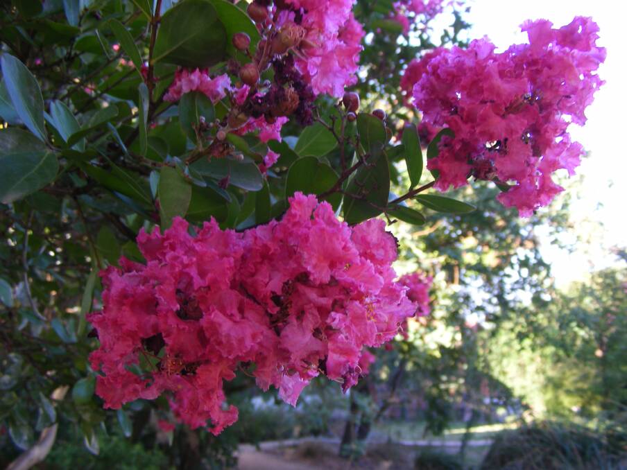 ALL-ROUNDER: A crepe myrtle displays its gorgeous flowers. But the show continues through autumn and winter These stunning plants are available in many different sizes and colours.