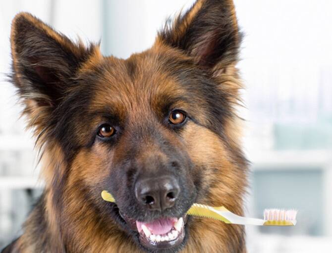 OPTIONS: Dental disease is a hidden threat to pet health, but there are numerous ways to care for your pet's teeth including diet and brushing.