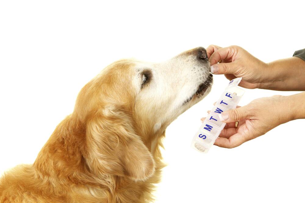 NOT SUCH A BITTER PILL: Owners of pets who need regular medication should work closely with their vet to ensure the treatment is effective and beneficial.