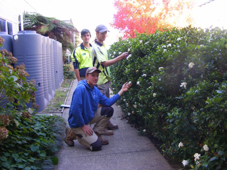 HEDGING THEIR BETS: Third year horticultural apprentices Lachlan Drummond, Chris Fuery and Cameron Isedale admire the Gardenia hedge at Wodonga TAFE. It's a beautiful way to create a border or boundary.