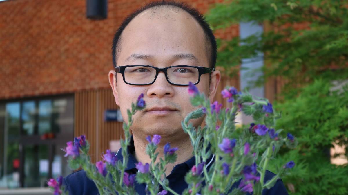 RURAL CONCERN: A file image of Dr Xiaocheng Zhu from the Graham Centre for Agricultural Innovation with a Paterson's Curse plant. Picture: Supplied