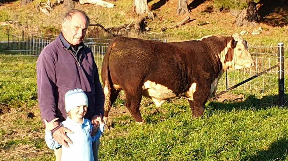 SOUGHT AFTER: Greg Peel of Batlow is pictured with his grandaughter Lucy Peel, 5, after selling Yarawa South Paradise P112 (AI) (PP) for $55,000. Picture: Supplied