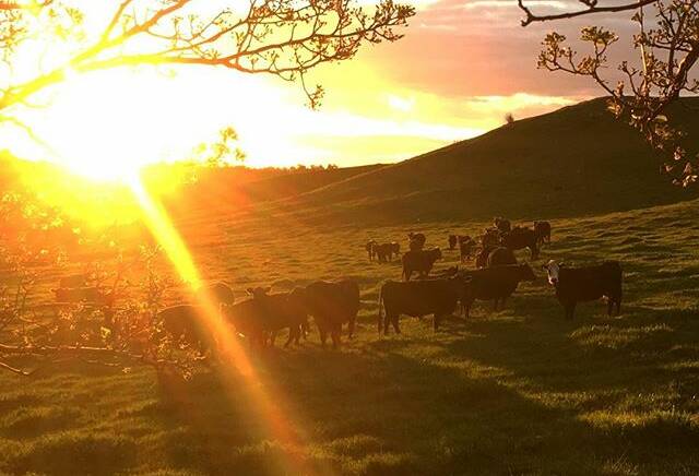 PHOTO OF THE DAY: @delorme_audrey "#australia #nsw #albury #sunset #land #country #farm #cow #padic #spring #reallife" via Instagram