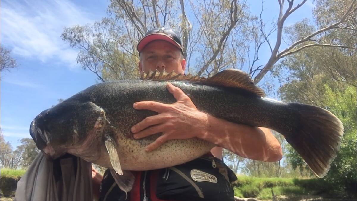 Scott Harbridge caught this monster 97cm Murray cod from his kayak using spinnerbaits. The fish, in fantastic condition, was released to live on.