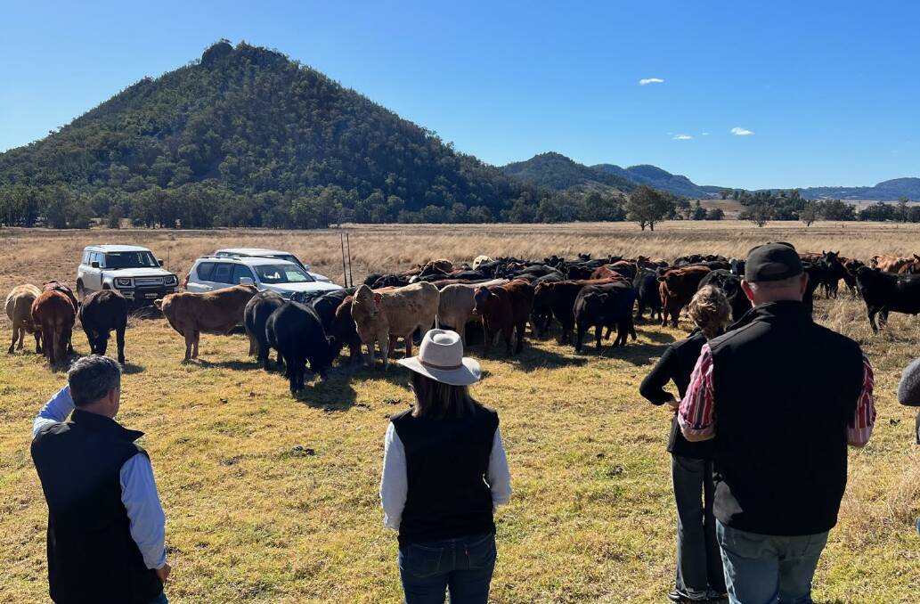 Crossbred cattle on one of Highland Beef Pastoral's supplier farms in NSW. Picture supplied.