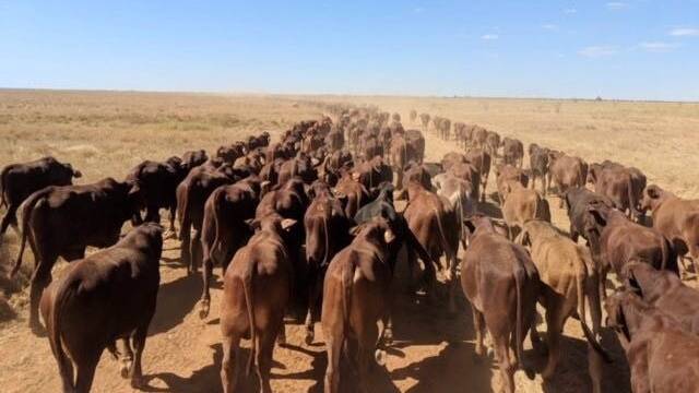 Cattle on Nerrima Station. Picture: Elders.