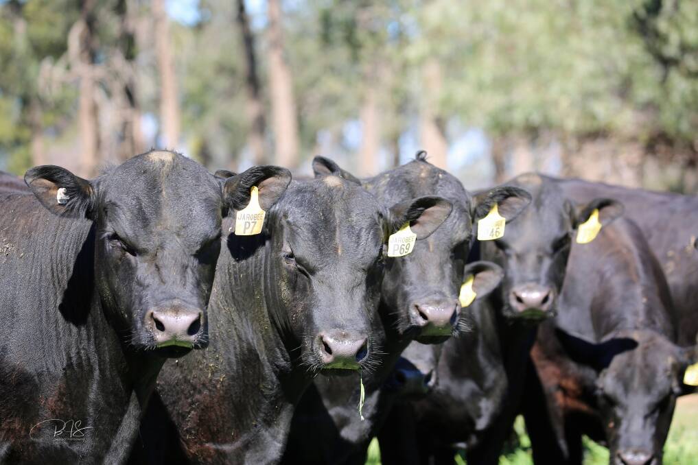 JAROBEE ANGUS: Just a selection of the bulls on offer at this year's spring sale, to be held at Beechworth on October 11.