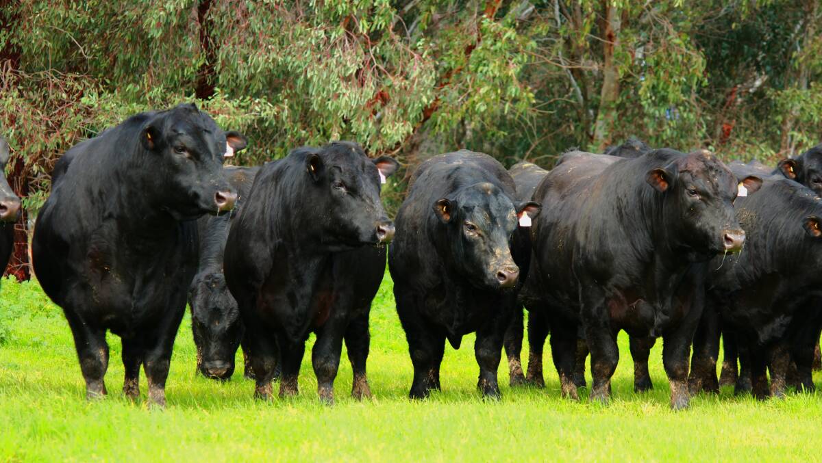 SPRING SALE: Dunoon Angus will have 100 bulls in the offering at its sale on August 30 at 1pm.