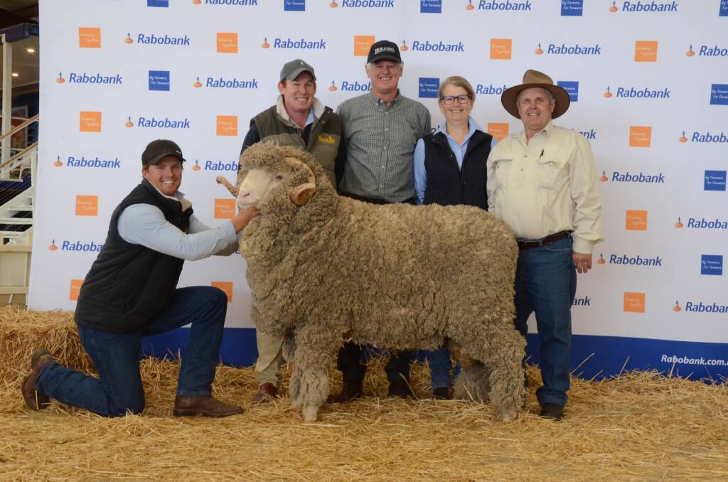 Roseville Park Ram purchased at Dubbo National Sheep and Wool Show for $22,000 will be on display at the September 17 on-property sale. Picture: MARK GRIGGS