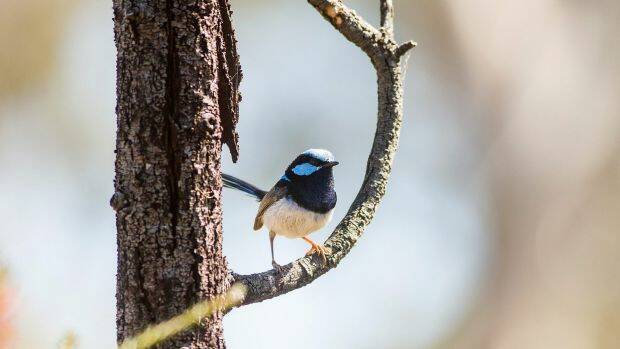 BIRD COUNT: The superb fairy-wren can be found in almost any area that has at least a little dense undergrowth for shelter, including grasslands with scattered shrubs.
