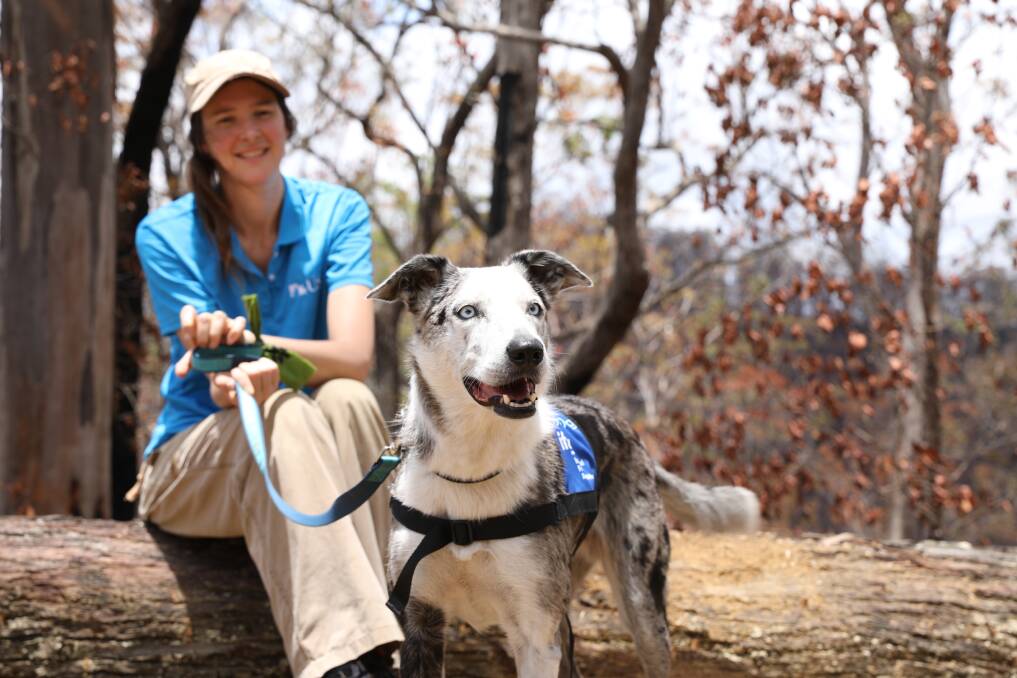 GOOD DOG: Bear the collie was rescued from a dog shelter and trained by the team at Sunshine Coast University to help scientists locate koalas. New film Dogs To The Rescue reveals this extraordinary story. Picture: USC AUSTRALIA