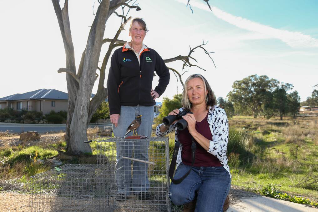 ON WATCH: Local Landcare Facilitator for Ovens Landcare Network Gayle South and conservationist Kim Radnell want to alert Albury-Wodonga residents to the growing Indian mynas problem. Picture: TARA TREWHELLA