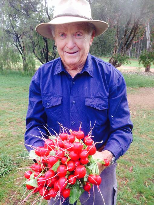 Third generation Stanley grower Bill Cook, 93.