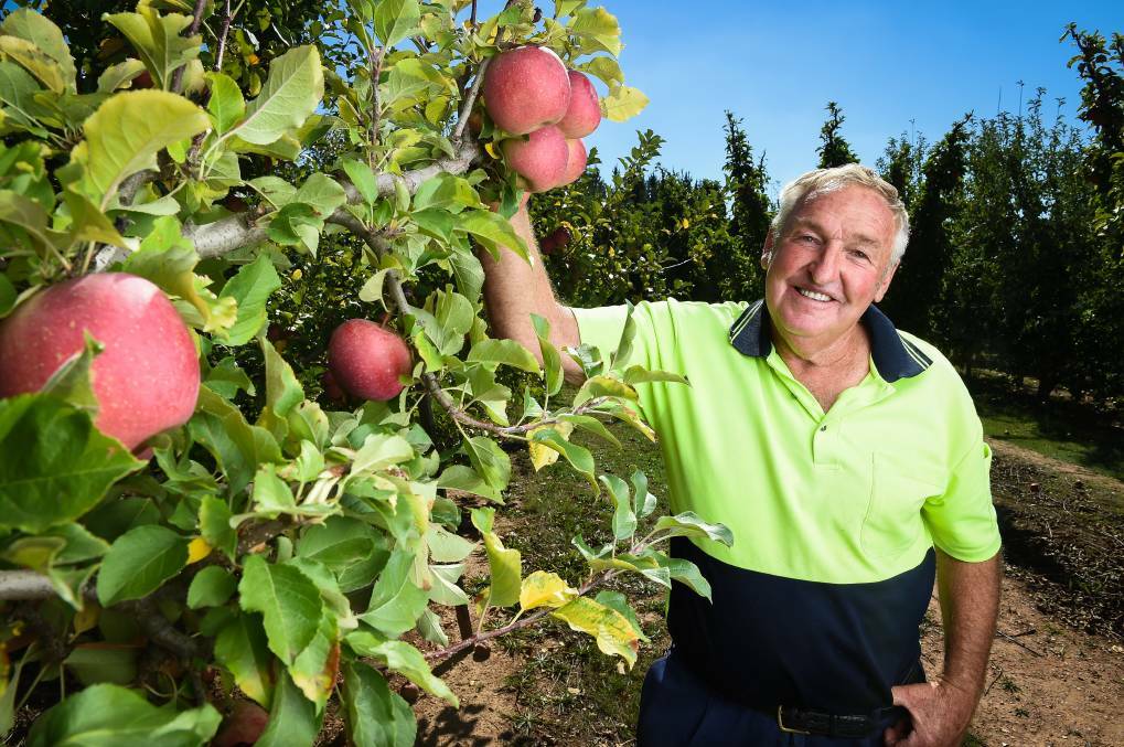 Orchardist Peter Chambeyron is offering pick-your-own apples at Stanley this weekend.