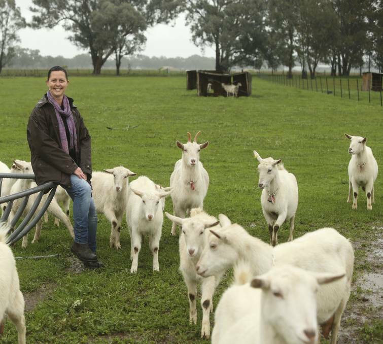 HAPPY HERD: Tolpuddle Farm co-owner Melissa Jacka is inviting the public to their Tarrawingee property on Saturday to sample goat's cheese and meet the Saanen dairy goat herd responsible for the delicious product.