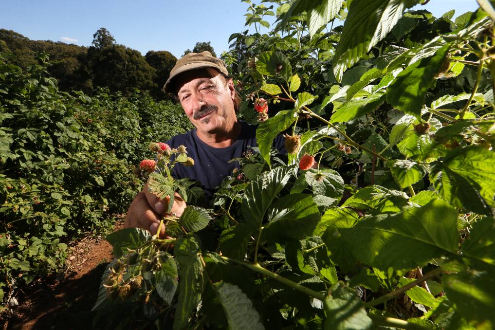 VINE TIME: Stanley's High Grove Berry and Cherry Farm owner Tony Iaria says there is a bumper crop of berries and cherries ripe for the picking after a delayed start to the season owing to the cooler spring weather.