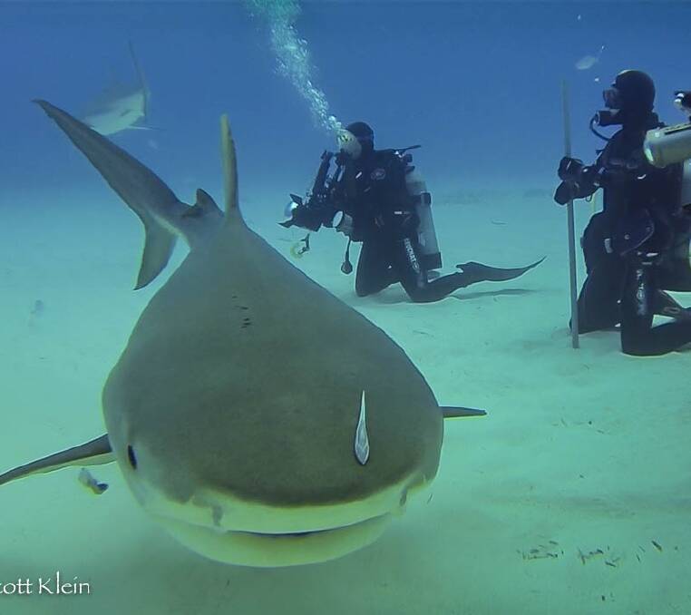 DIVE TEAM: Sandra Northey says sharks are increasingly on the endangered species list in many parts of the world.