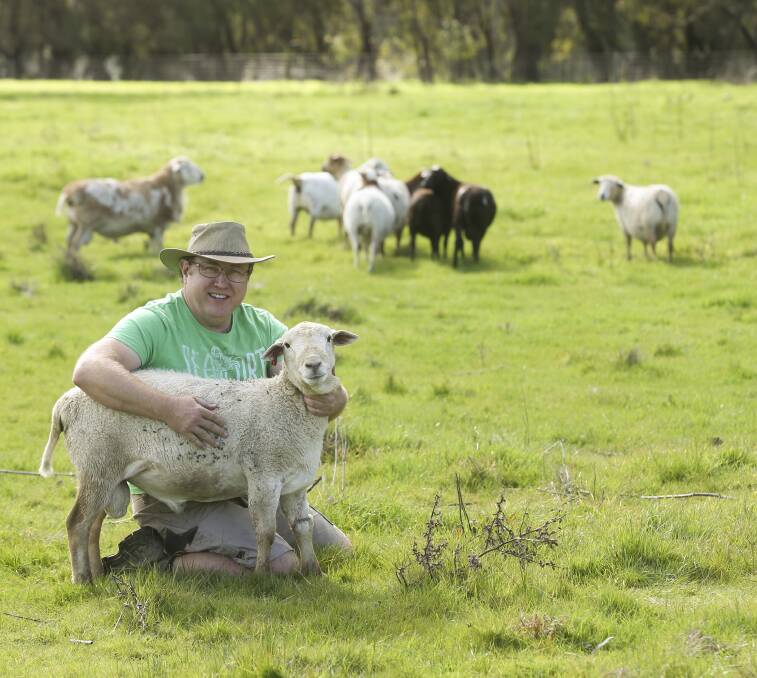 AUSTRALIAN STORY: Cyan von Gija with the Harlequin Mini Meat sheep. Pictures: ELENOR TEDENBORG