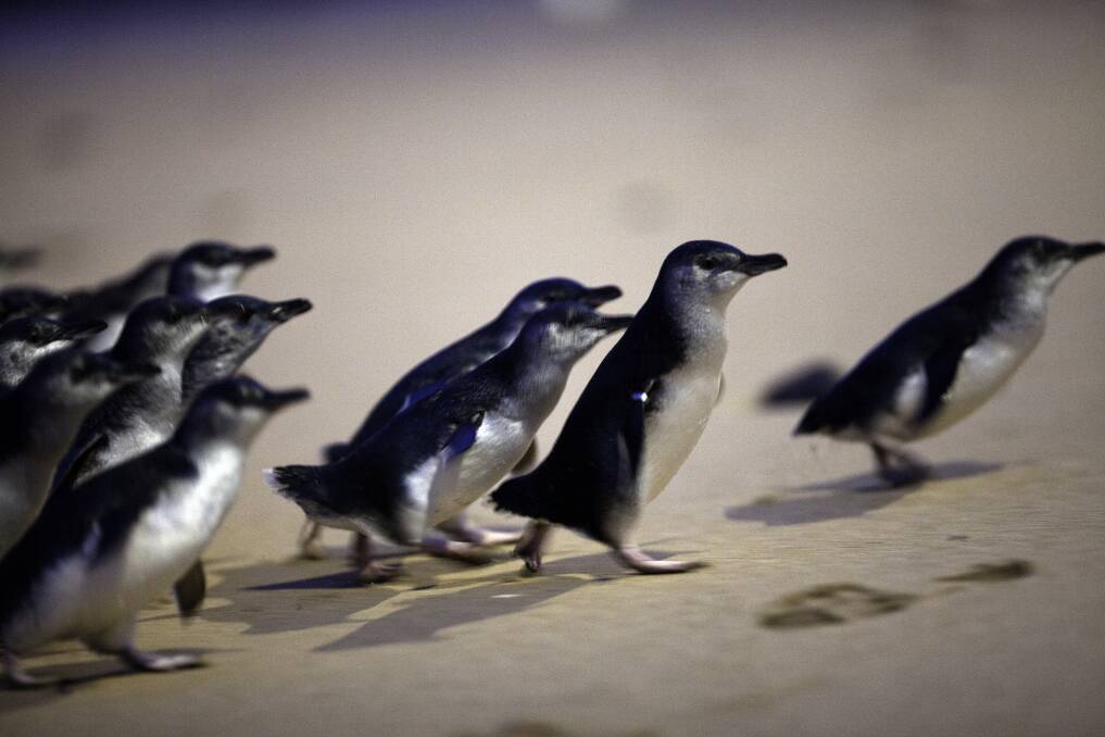 Since Tuesday, Phillip Island Nature Parks has been livestreaming the Penguin Parade across Facebook and YouTube nightly from sunset. 