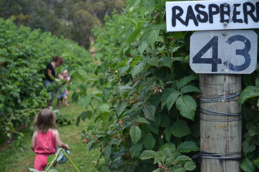 High Grove Berry Farm at Stanley, open seven days, 8.30am-5pm in peak season.