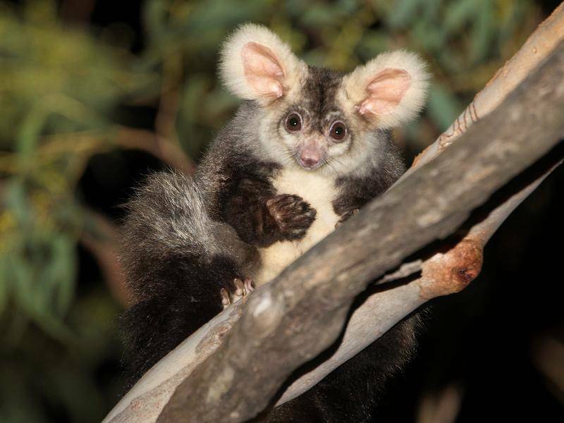 NATIVE SPECIES: Parklands Albury Wodonga has been working to restore the native plants in recent years to support species such as the threatened Greater Glider.